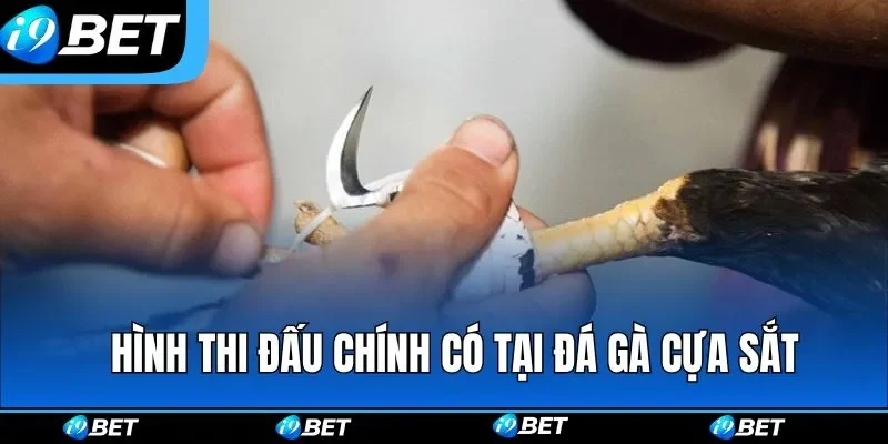 Đá Gà Cựa Sắt | Mãn Nhãn Những Trận Đấu Tốc Độ Cao Tại I9BET Đá Gà Cựa Sắt | Mãn Nhãn Những Trận Đấu Tốc Độ Cao Tại I9BET