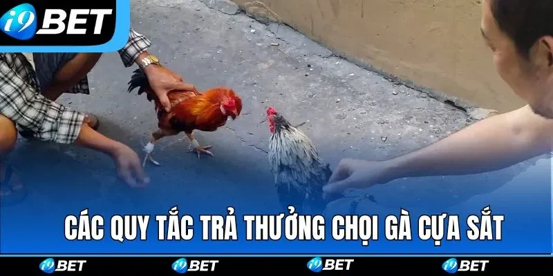Đá Gà Cựa Sắt | Mãn Nhãn Những Trận Đấu Tốc Độ Cao Tại I9BET Đá Gà Cựa Sắt | Mãn Nhãn Những Trận Đấu Tốc Độ Cao Tại I9BET