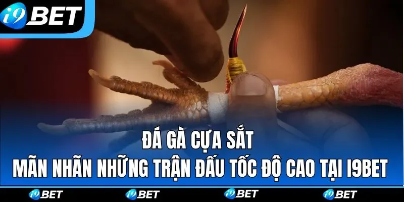 Đá Gà i9bet – Sân Chơi Chọi Kê Online Gay Cấn Bậc Nhất 2026