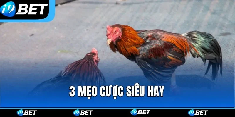 Đá Gà i9bet – Sân Chơi Chọi Kê Online Gay Cấn Bậc Nhất 2026