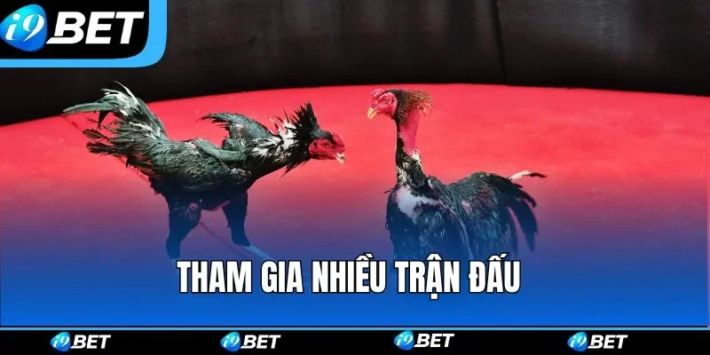 Đá Gà i9bet – Sân Chơi Chọi Kê Online Gay Cấn Bậc Nhất 2026