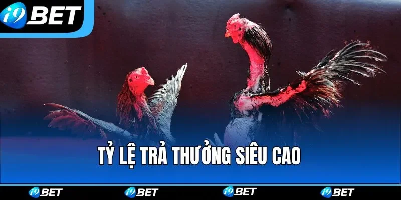Đá Gà i9bet – Sân Chơi Chọi Kê Online Gay Cấn Bậc Nhất 2026
