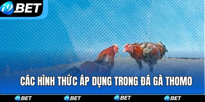 Đá Gà Thomo | Môn Giải Trí Máu Lửa Được Tổ Chức Tại I9BET Đá Gà Thomo | Môn Giải Trí Máu Lửa Được Tổ Chức Tại I9BET