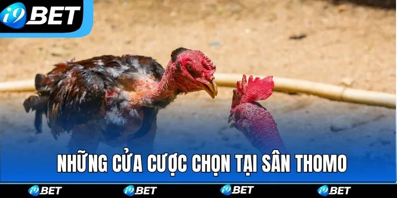 Đá Gà Thomo | Môn Giải Trí Máu Lửa Được Tổ Chức Tại I9BET Đá Gà Thomo | Môn Giải Trí Máu Lửa Được Tổ Chức Tại I9BET