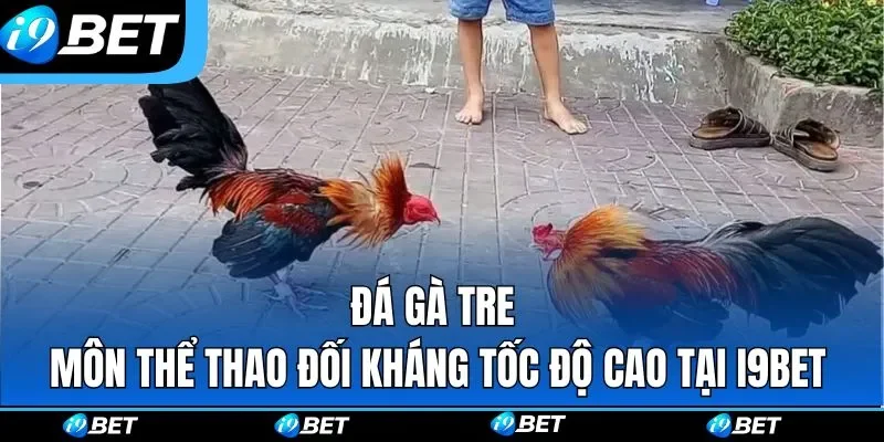 Đá Gà i9bet – Sân Chơi Chọi Kê Online Gay Cấn Bậc Nhất 2026