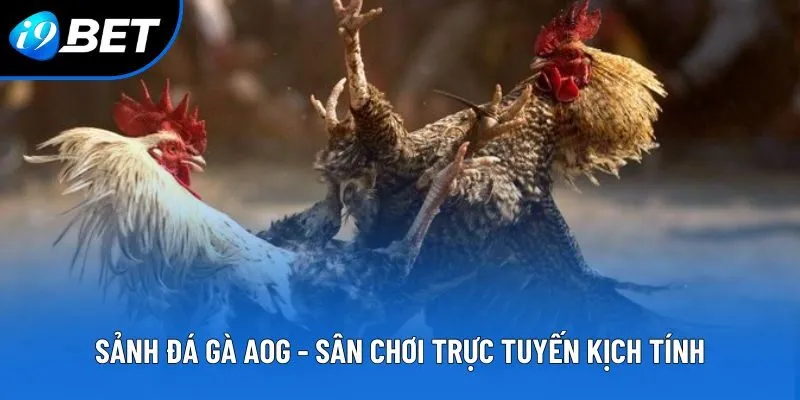 Đá Gà i9bet – Sân Chơi Chọi Kê Online Gay Cấn Bậc Nhất 2026