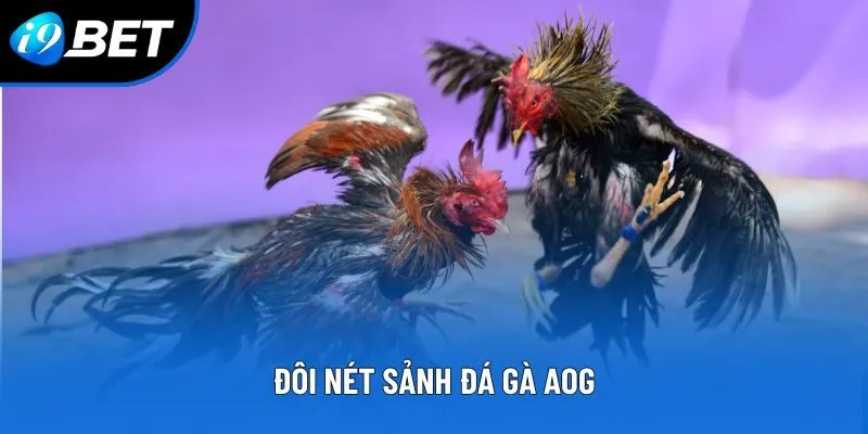 Sảnh Đá Gà AOG - Sân Chơi Trực Tuyến Kịch Tính, Minh Bạch Sảnh Đá Gà AOG - Sân Chơi Trực Tuyến Kịch Tính, Minh Bạch