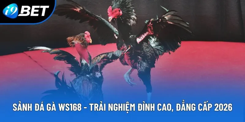 Đá Gà i9bet – Sân Chơi Chọi Kê Online Gay Cấn Bậc Nhất 2026