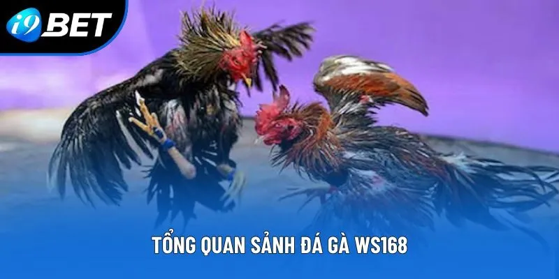 Sảnh Đá Gà WS168 - Trải Nghiệm Đỉnh Cao, Đẳng Cấp Cao Sảnh Đá Gà WS168 - Trải Nghiệm Đỉnh Cao, Đẳng Cấp Cao