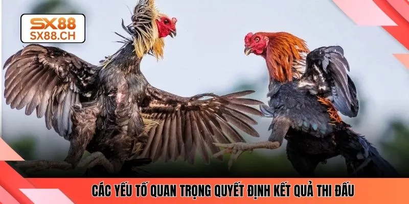 Đá Gà Đòn SX88 – Kinh Nghiệm Chuẩn Xác Cho Người Mới