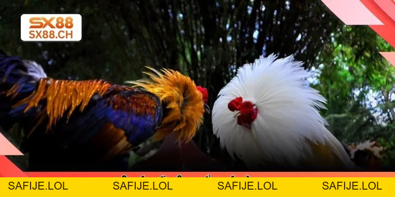 Khám Phá Sức Hút Đá Gà Thomo Và Trải Nghiệm Tại SX88