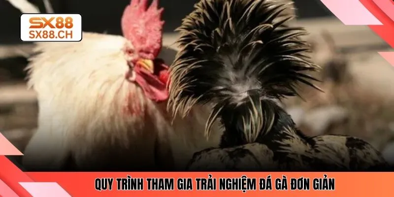 Khám Phá Sức Hút Đá Gà Thomo Và Trải Nghiệm Tại SX88
